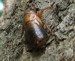 Mature Magicicada nymph on tree.