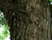 Many eclosing periodical cicadas