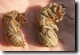 T. chloromera and T. auletes size comparison