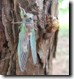 Eclosing T. canicularis female.