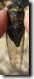 Dorsal View T. lyricen