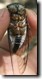 Ventral view T. lyricen