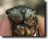 Head shot closeup ventral view