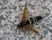 Cicada Killer. Lincoln, RI