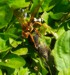 Cicada Killer female 