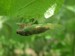 Cicada T. canicularis