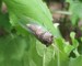Cicada Image T. canicularis