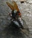 cicada killer with T. lyricen