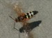 Cicada Killer Hovering