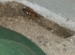 Cicada Killer Female digging
