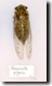 Quesada giga cicada