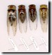 Tibicen Cicadas series1