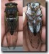 Tibicen lyricen stung by cicada killer.