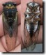 Tibicen lyricen stung by cicada killer
