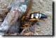 Cicada Killer at blocked entrance.