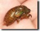 Tibicen canicularis nymph