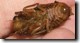Tibicen canicularis nymph