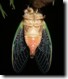 Ventral view of Tibicen canicularis