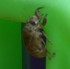 T. lyricen exuvia