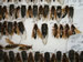 Cicada Killers and Cicadas