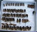 Cicada Killers and Cicadas