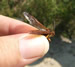 Holding a Male Cicada killer