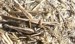 Grasshoppers Mating
