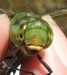 Green Darner Head Shot