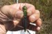 Green Darner