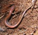 Eastern Red-backed Salamander