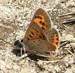 Skipper