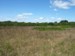 Area A Grassland