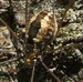 Harvestman Closeup