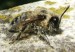Bombus griseocollis