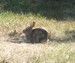 Wild rabbit