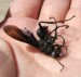 Great Black Wasp Sphex pensylvanicus 