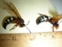 Cicada Killers Rhode Island