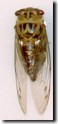 Tibicen pruinosa