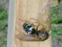 Cicada Killer from Townsand