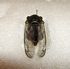 Properly pinned Cicada