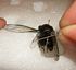 Use a sharp tool to move the cicadas hind wing.