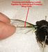 Forerwing and Hindwing locked together.