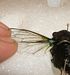 Move wings backwards and forwards to test lock.