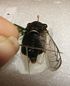 Spread the right forewing.