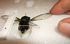 Use sharp tool to spread hindwing.