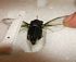 Lock forewing and hindwing together.