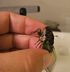 Cicada is pinned straight Y Axis