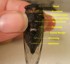Parts of a Cicada
