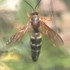 Cicada Killer sighting.