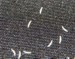 Okanagana eggs